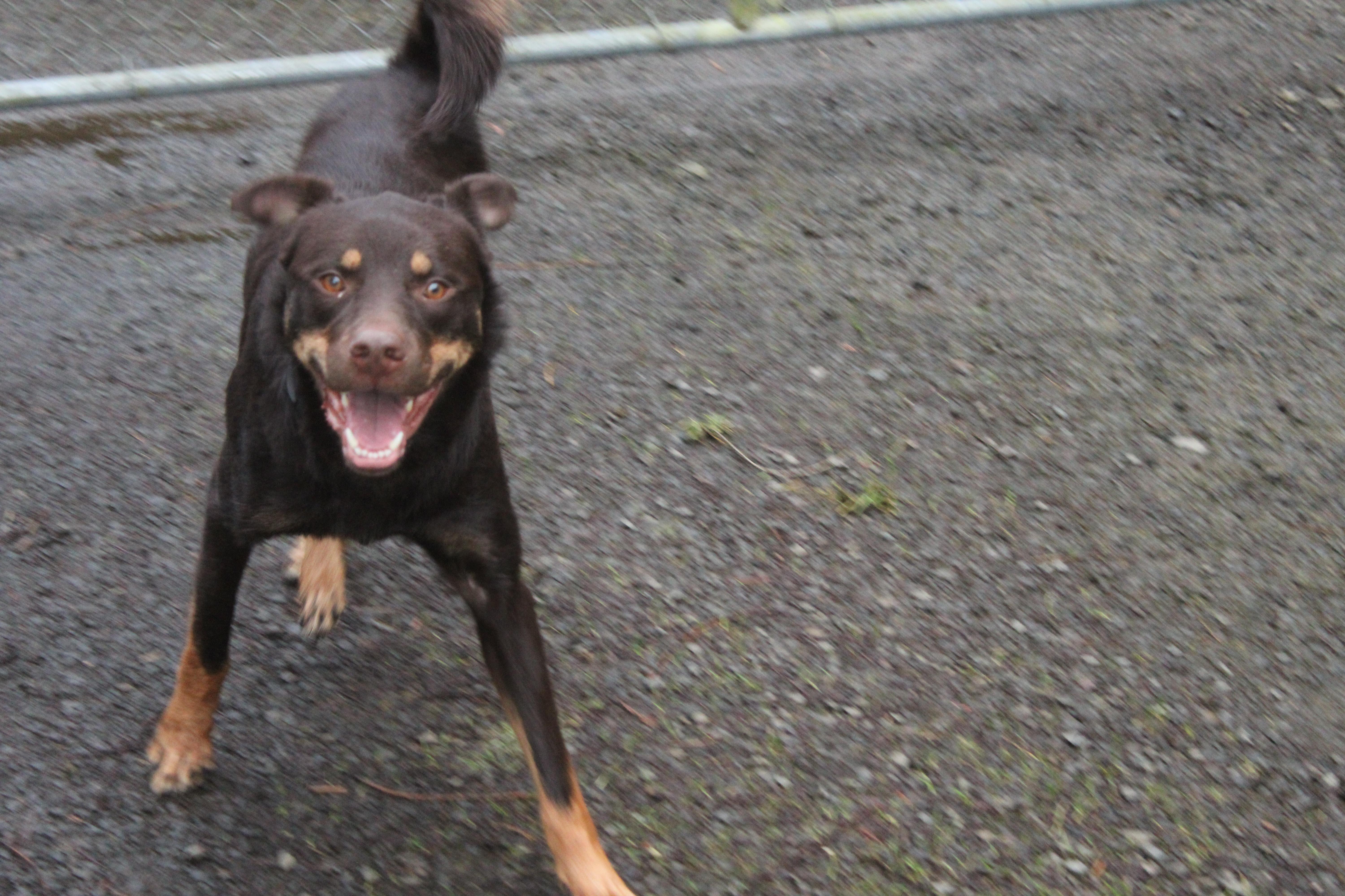 Enlarge Charlie, a ADOPTABLE mixed breed in Tillamook, OR image 5/5
