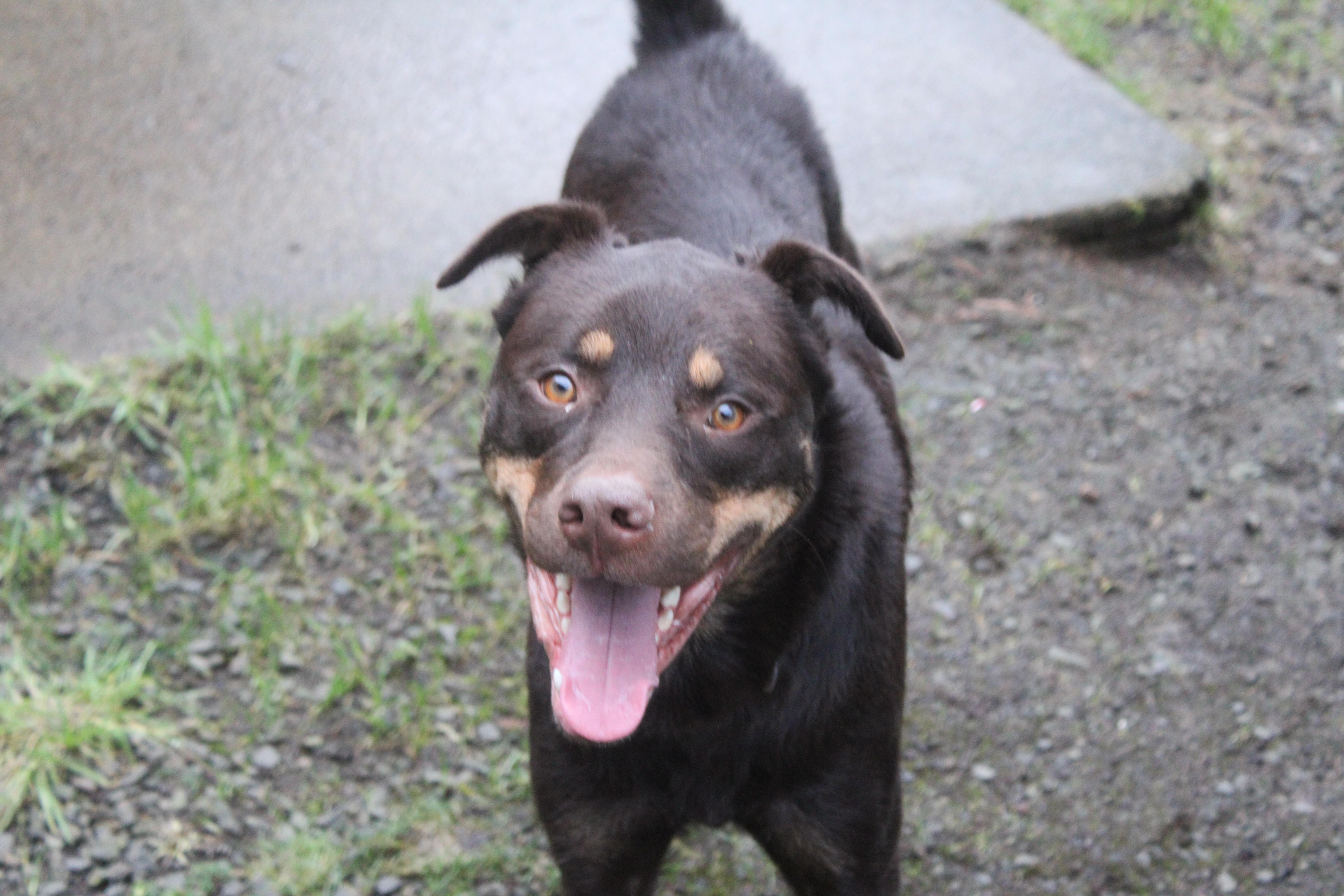 Charlie, ADOPTABLE, Adult Male Rottweiler & Husky.