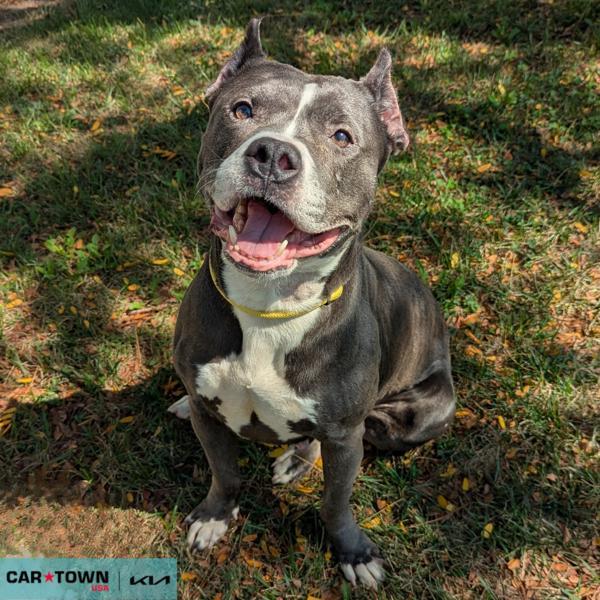 Enlarge Gotham, a Adoptable mixed breed in Lexington, KY image 1/1