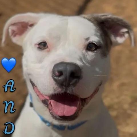Andre, Adoptable, Adult Male Pit Bull Terrier.