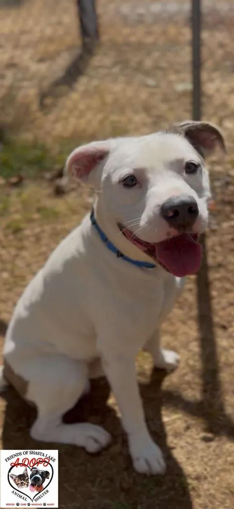 Enlarge Andre, a Adoptable mixed breed in Shasta Lake, CA image 3/3