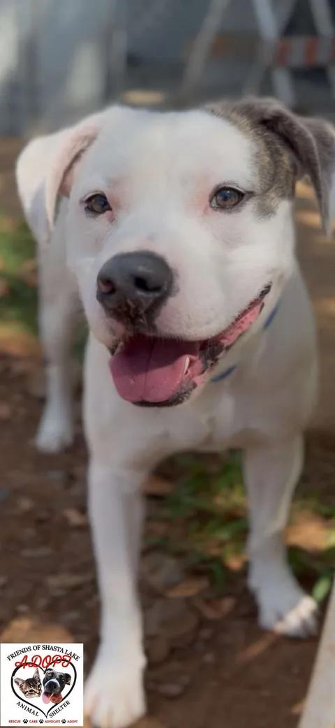 Enlarge Andre, a Adoptable mixed breed in Shasta Lake, CA image 2/3