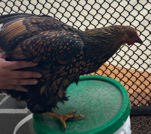 Lynn, Adoptable, Young Female Chicken.
