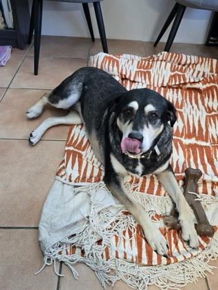 Enlarge Katie, a Adoptable mixed breed in North Miami Beach, FL image 1/3