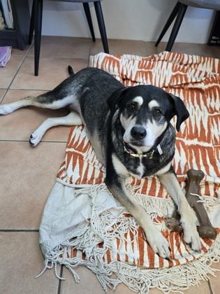 Katie, Adoptable, Adult Female Mixed Breed & Mixed Breed.