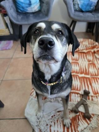 Enlarge Katie, a Adoptable mixed breed in North Miami Beach, FL image 3/3