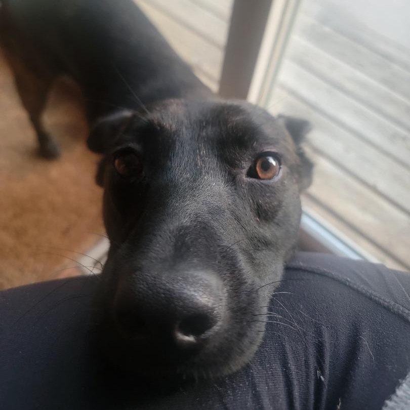 Enlarge Bill, a Adoptable Mixed Breed in West Rosemount, MN image 2/3