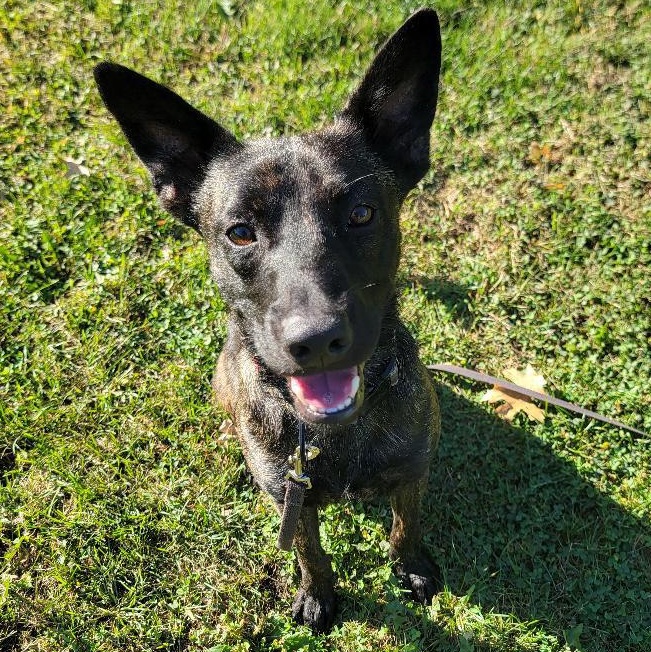 Bill, Adoptable, Young Male Mixed Breed.