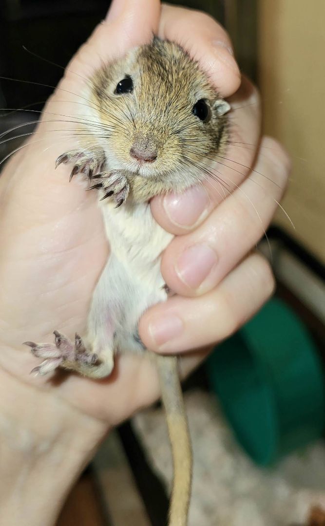 Jesse, a Adoptable Gerbil in Walker, LA image 1/2