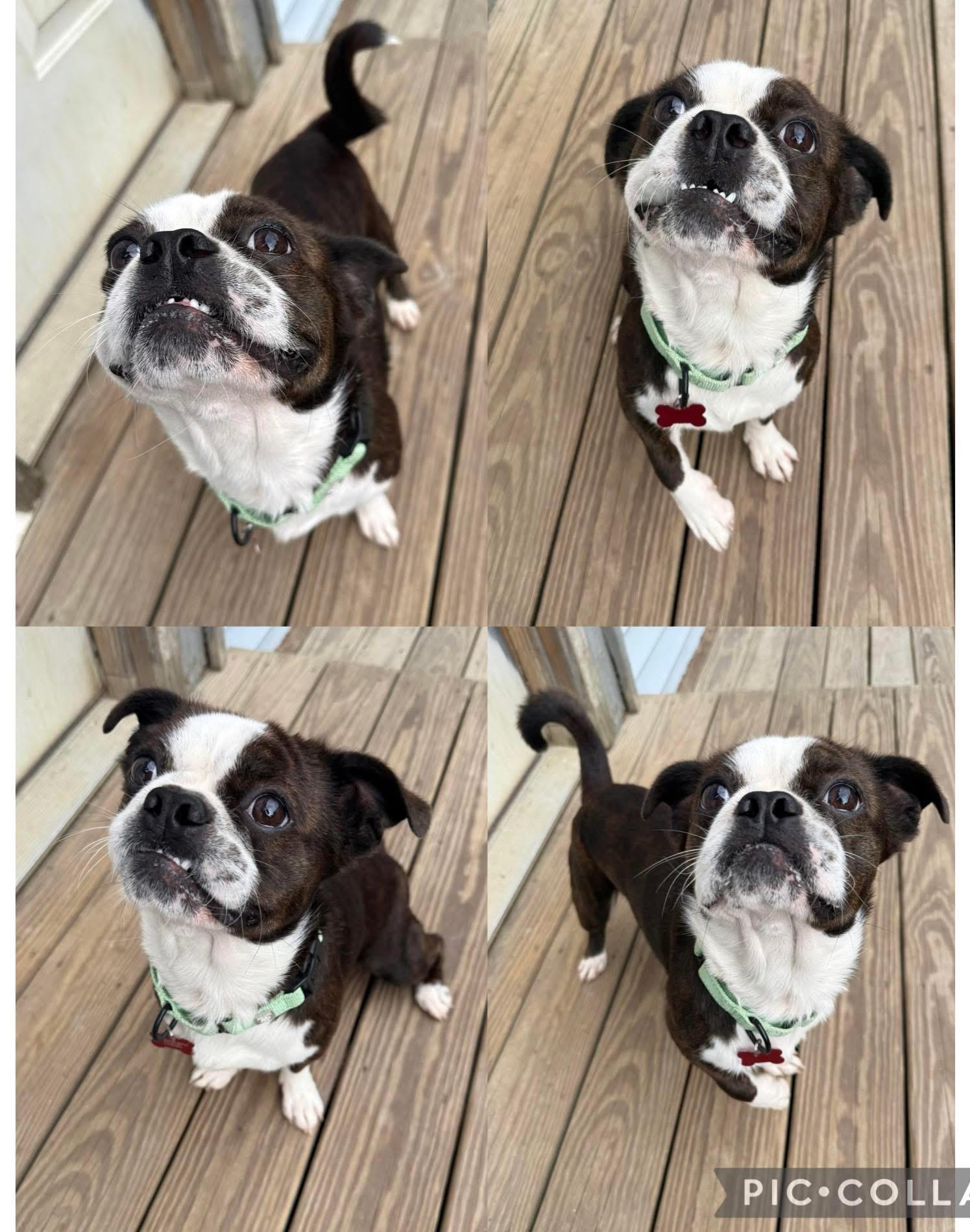 Enlarge Frankie, an adopted mixed breed in Salamanca, NY image 2/2