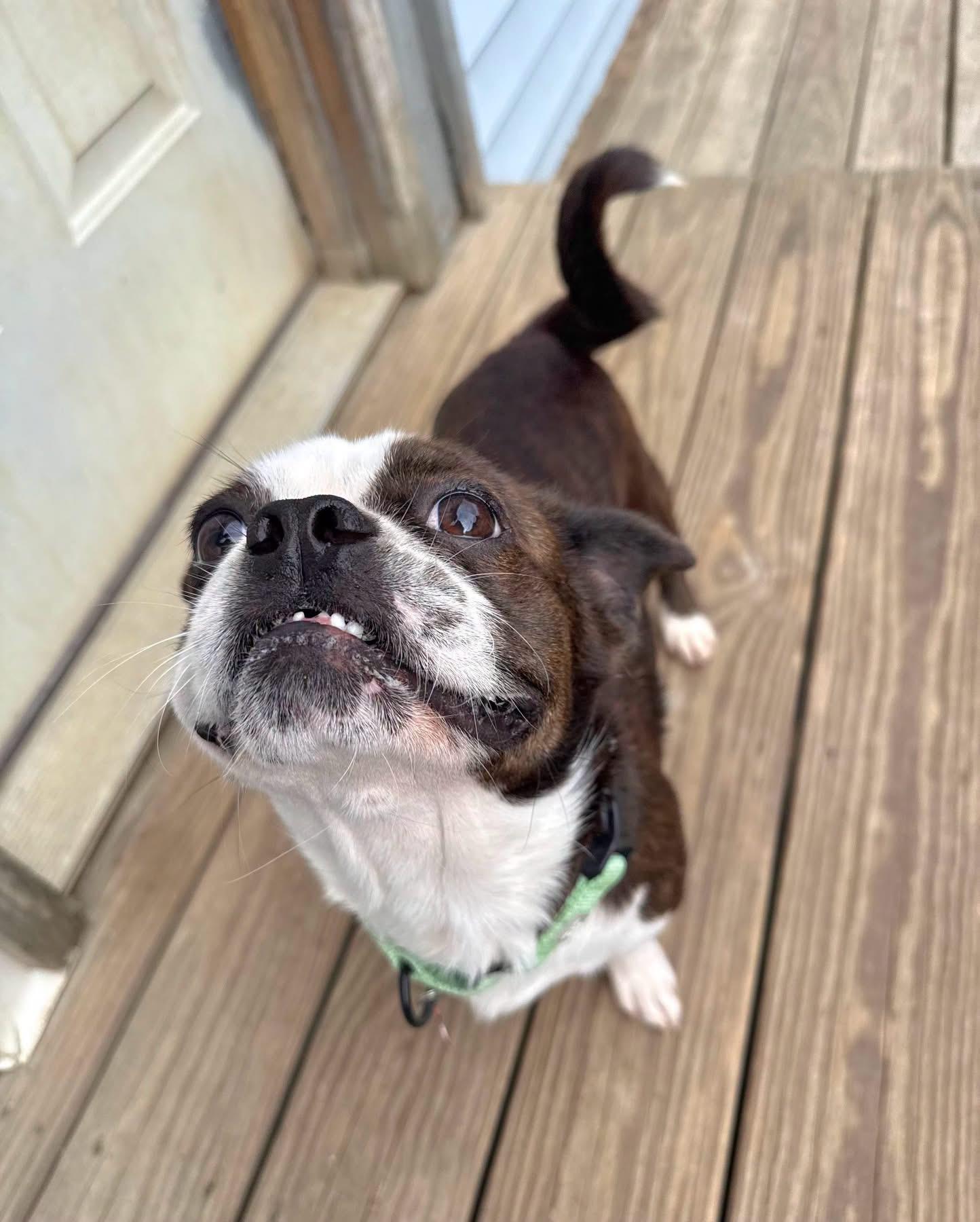 Frankie, adopted, Adult Male Boston Terrier & Pug.