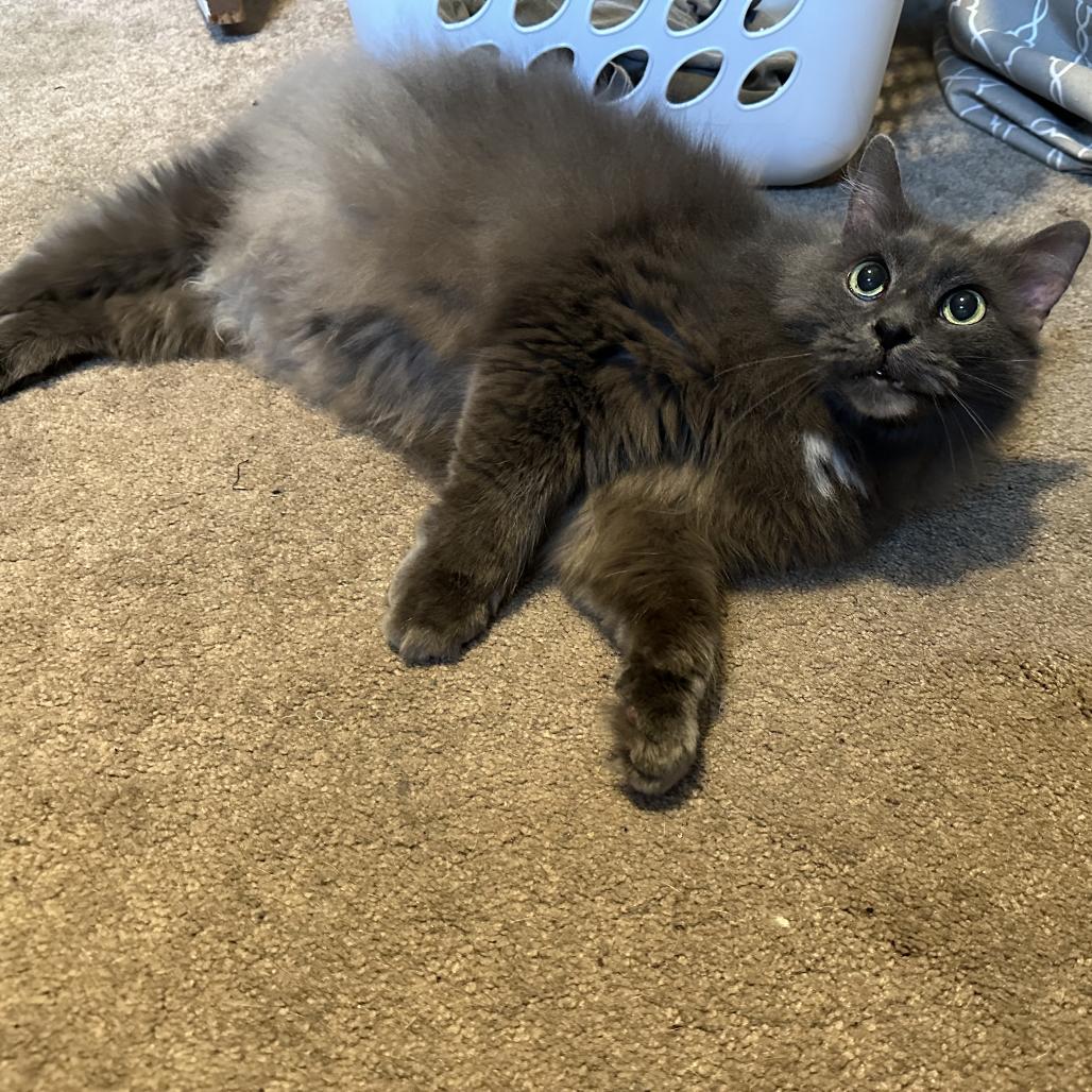 Darla - I'm a Senior!, Adoptable, Senior Female Domestic Long Hair.