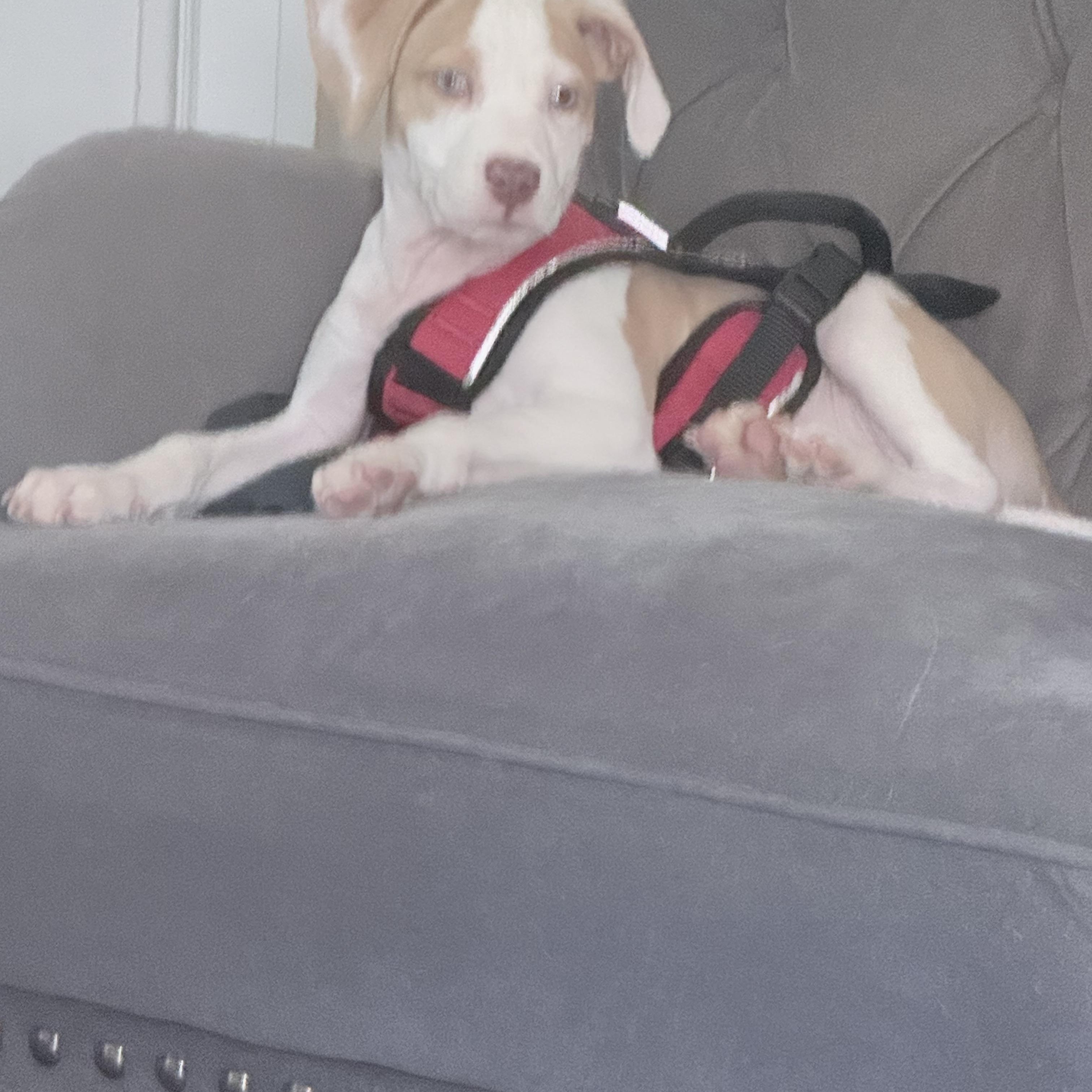 Muchi, a Adoptable mixed breed in Columbus , OH image 4/6