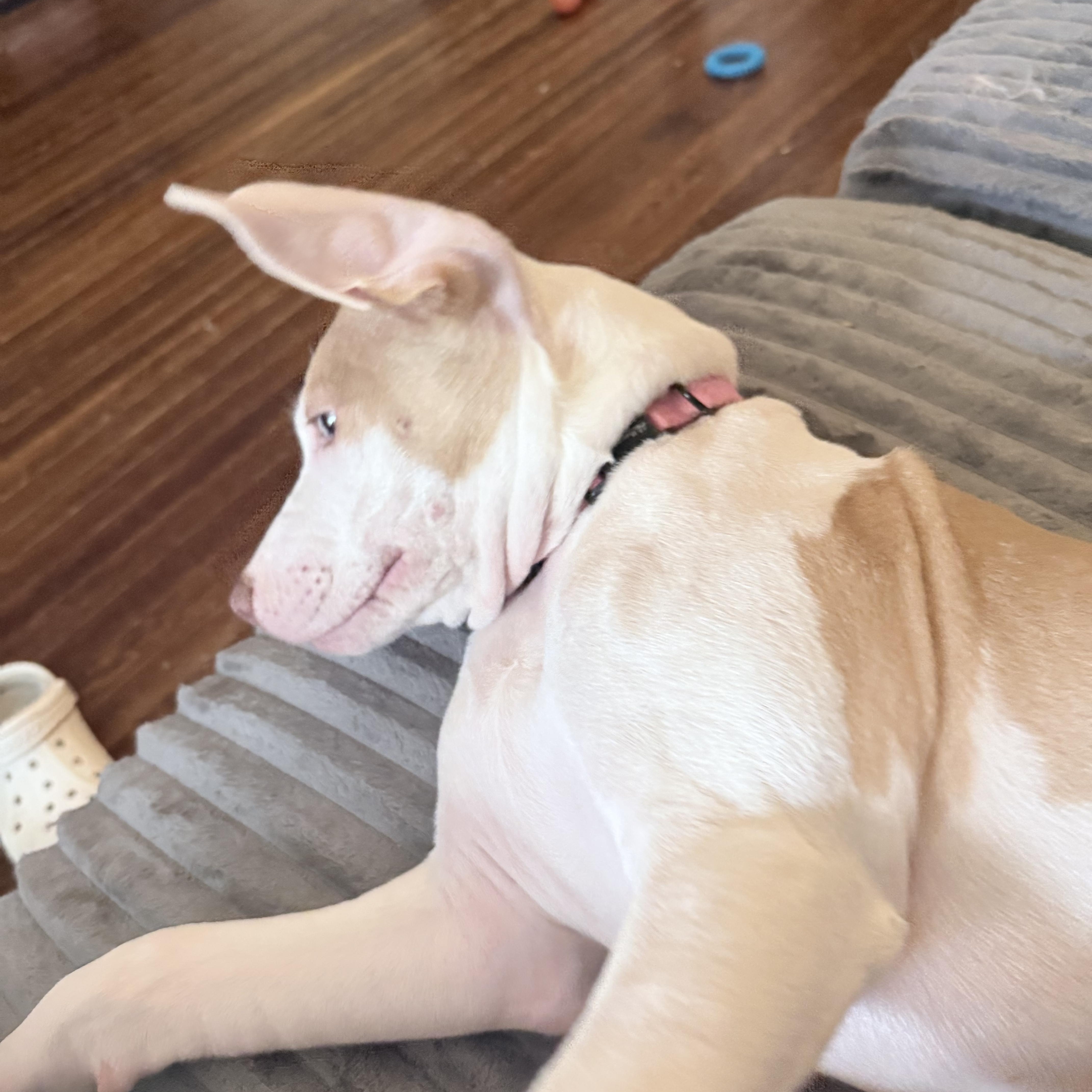Muchi, a Adoptable mixed breed in Columbus , OH image 5/6