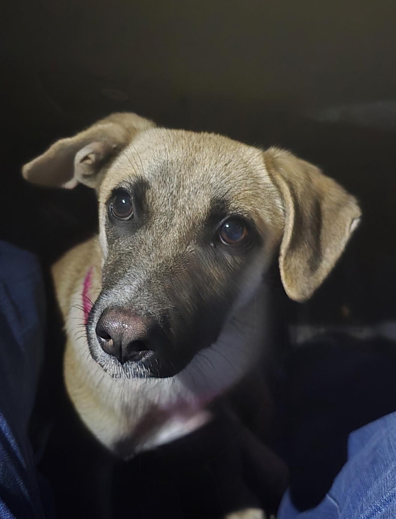 Enlarge Wonderful Rue , a ADOPTABLE mixed breed in West Hartford , CT image 1/5