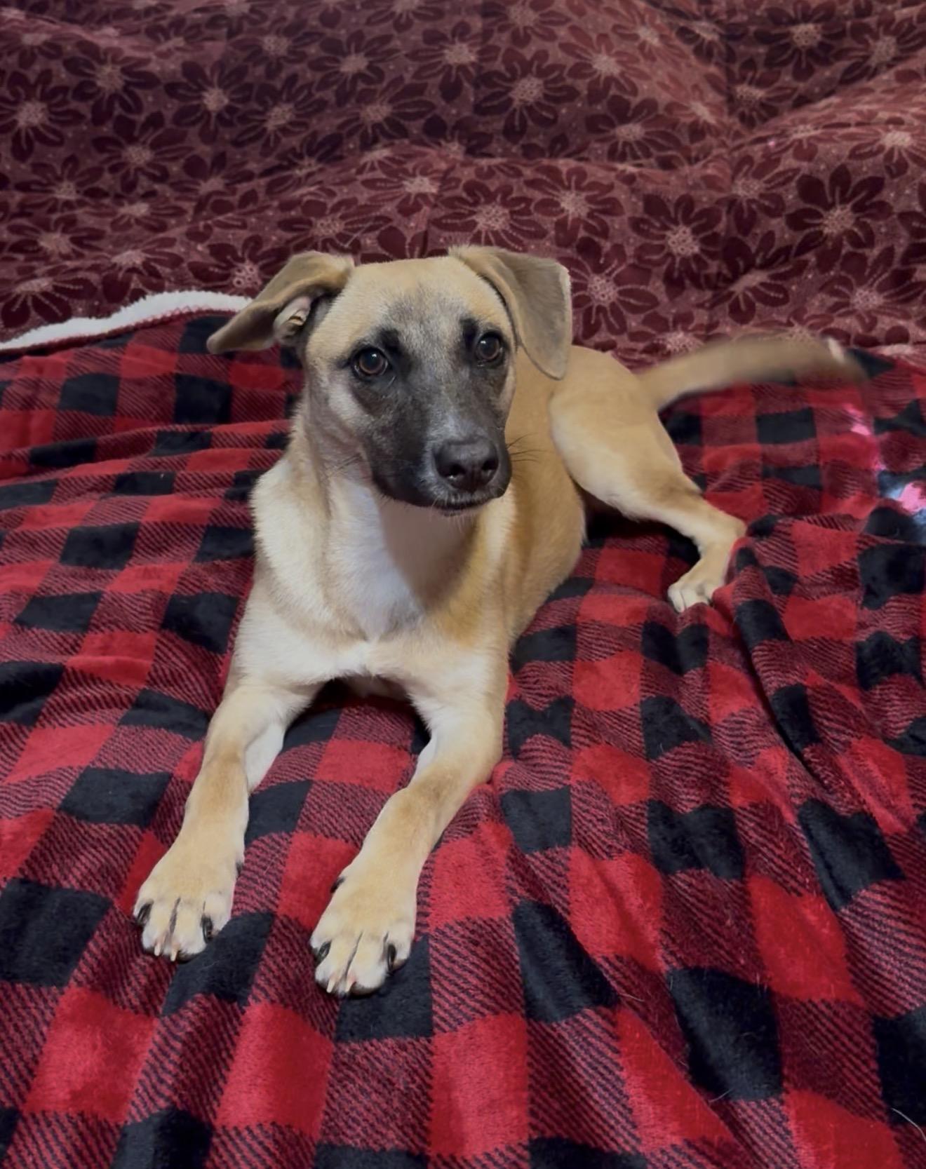 Enlarge Wonderful Rue , a ADOPTABLE mixed breed in West Hartford , CT image 4/5