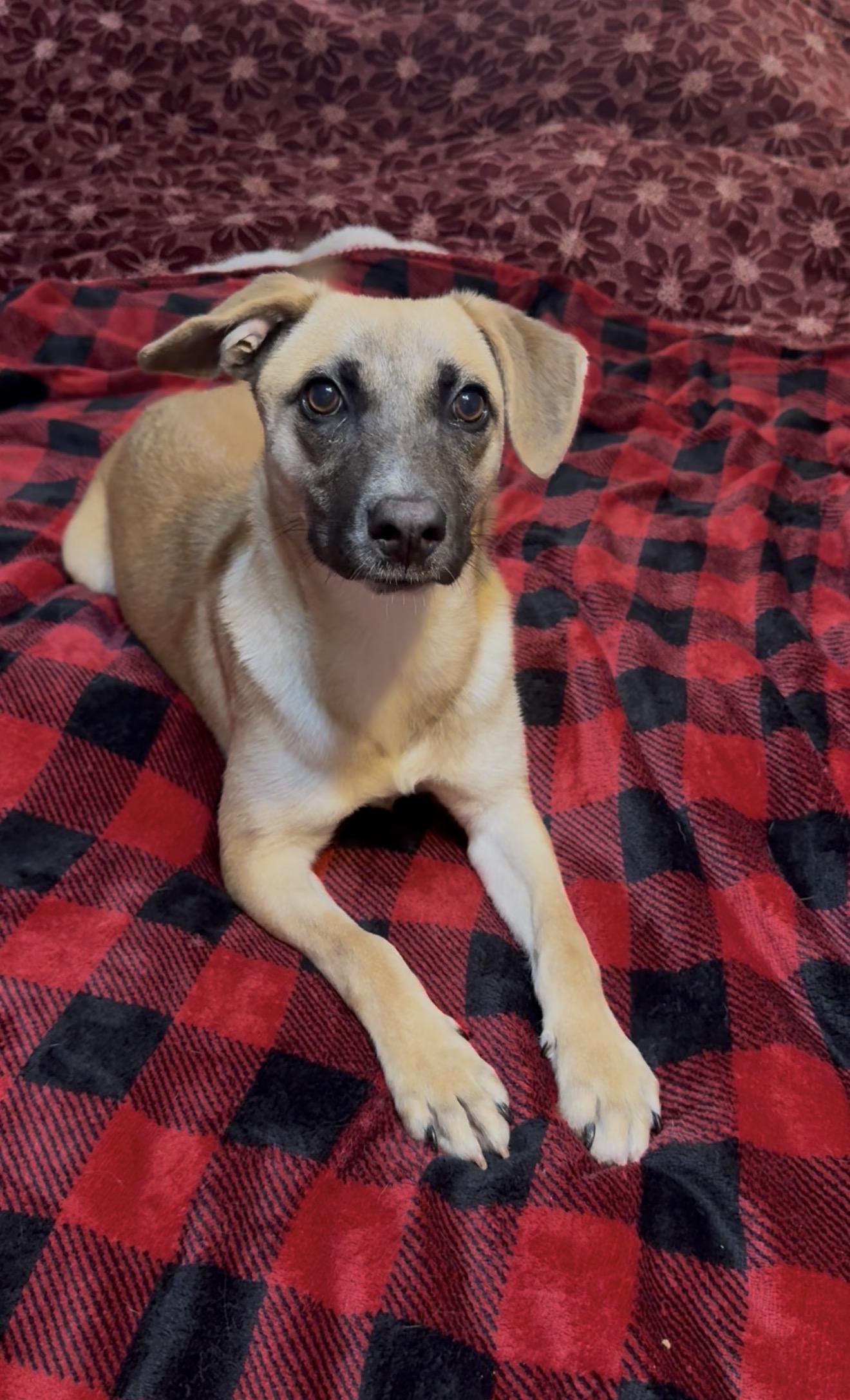 Enlarge Wonderful Rue , a ADOPTABLE mixed breed in West Hartford , CT image 3/5