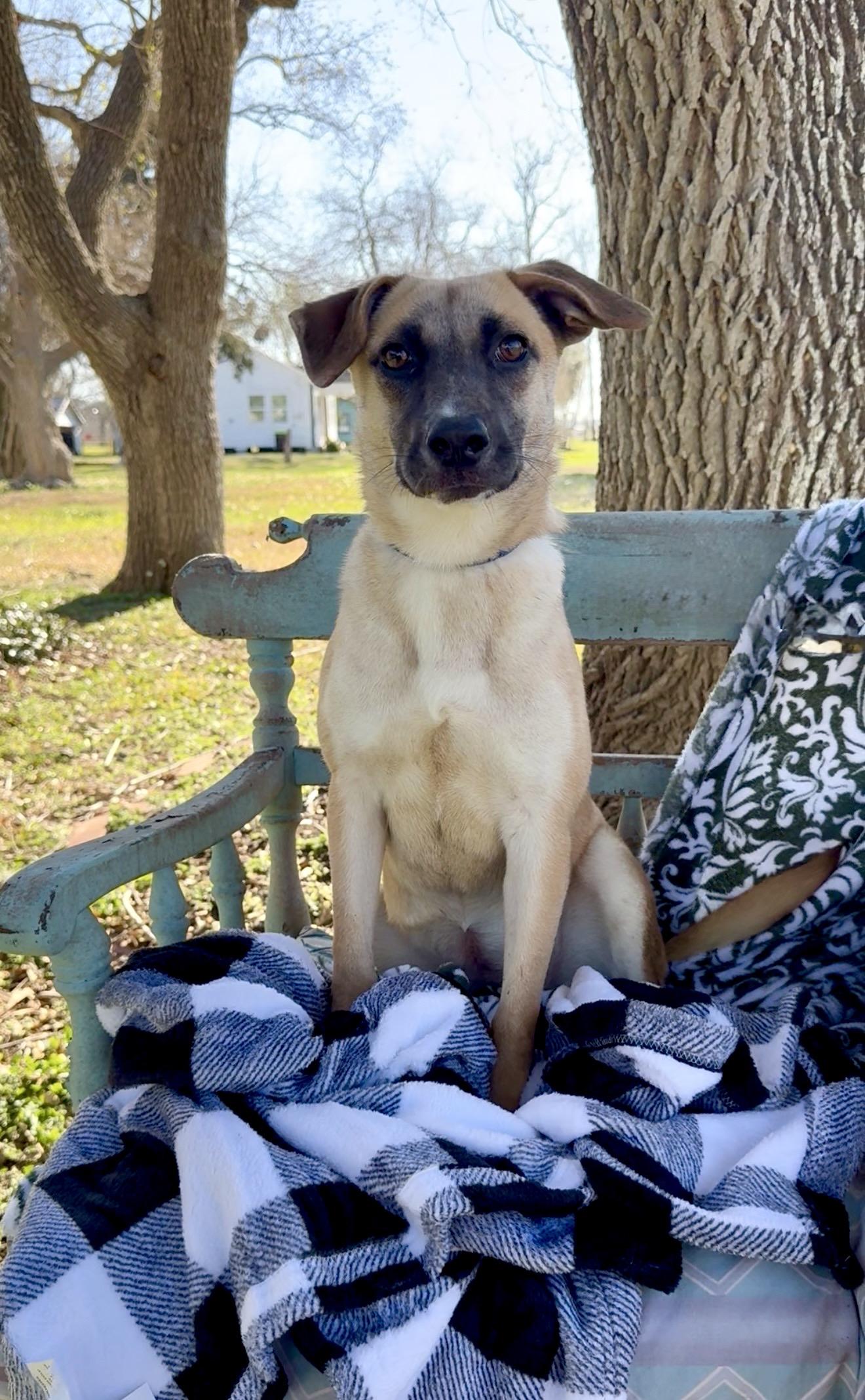 Enlarge Wonderful Rue , a ADOPTABLE mixed breed in West Hartford , CT image 1/3
