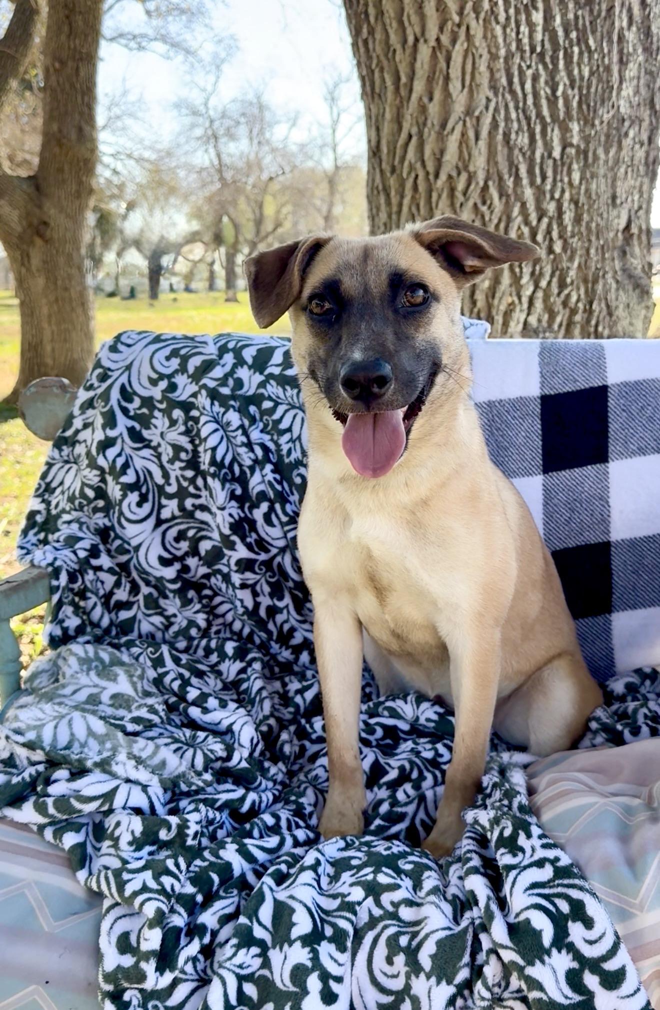 Enlarge Wonderful Rue , a ADOPTABLE mixed breed in West Hartford , CT image 2/3