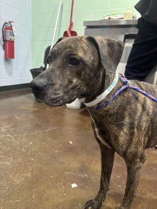 Loyalty, Adoptable, Adult Female Mixed Breed & Mixed Breed.