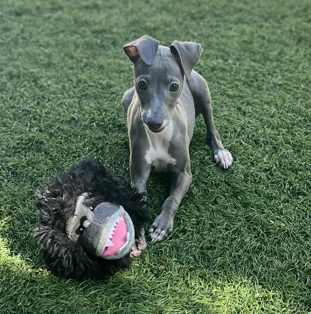 Enlarge Sophie, an adopted Italian Greyhound in Fort Myers, FL image 2/6