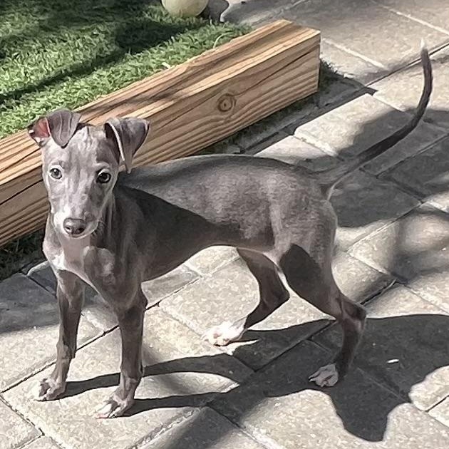 Enlarge Sophie, an adopted Italian Greyhound in Fort Myers, FL image 1/6