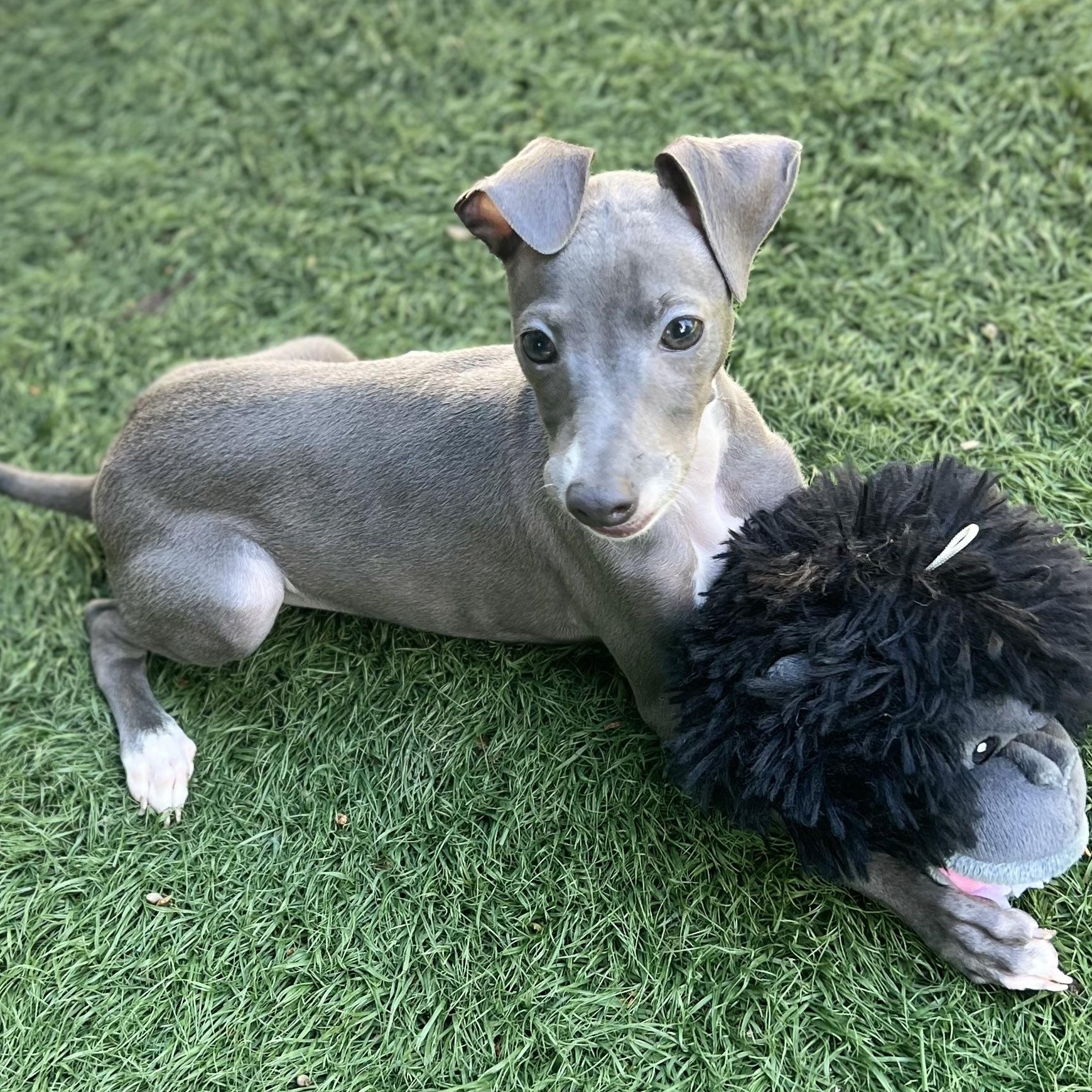 Enlarge Sophie, an adopted Italian Greyhound in Fort Myers, FL image 4/6