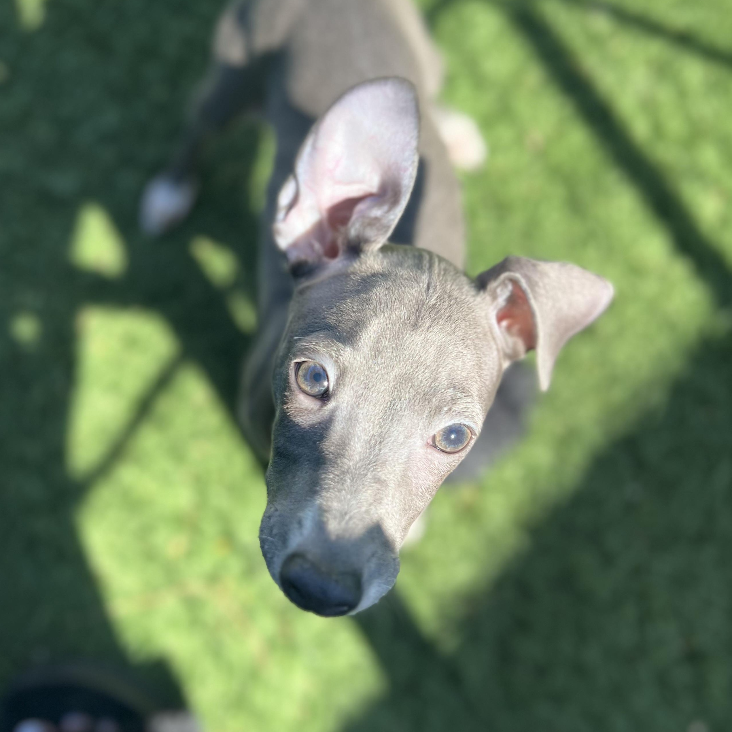 Enlarge Sophie, an adopted Italian Greyhound in Fort Myers, FL image 6/6