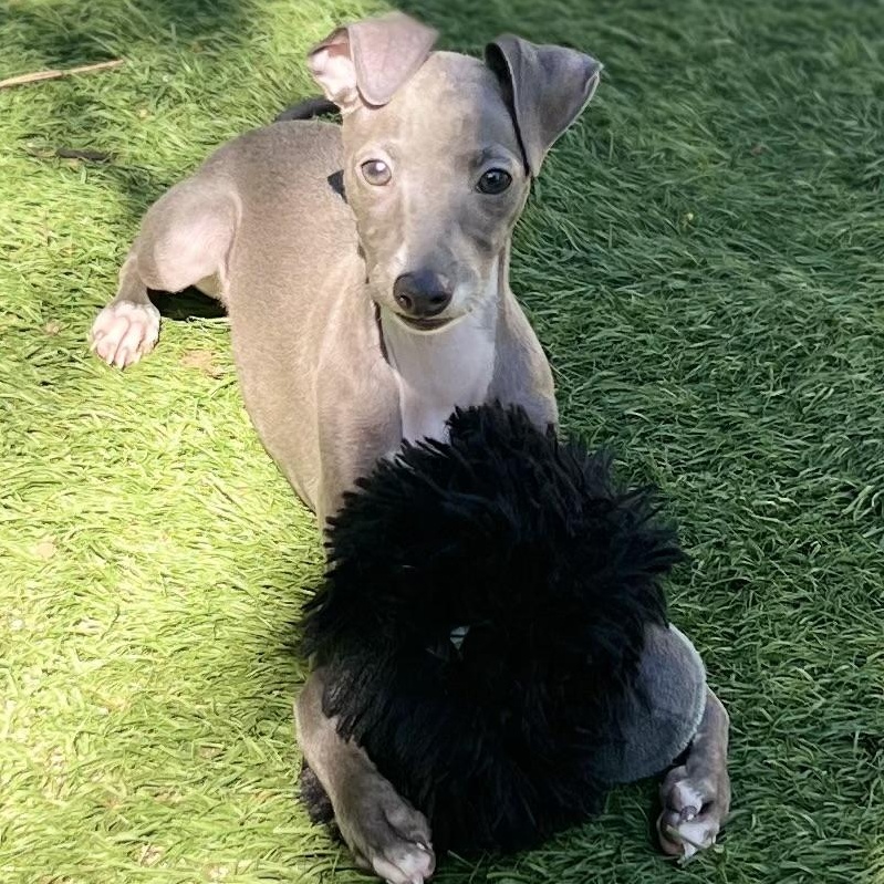 Enlarge Sophie, an adopted Italian Greyhound in Fort Myers, FL image 3/6