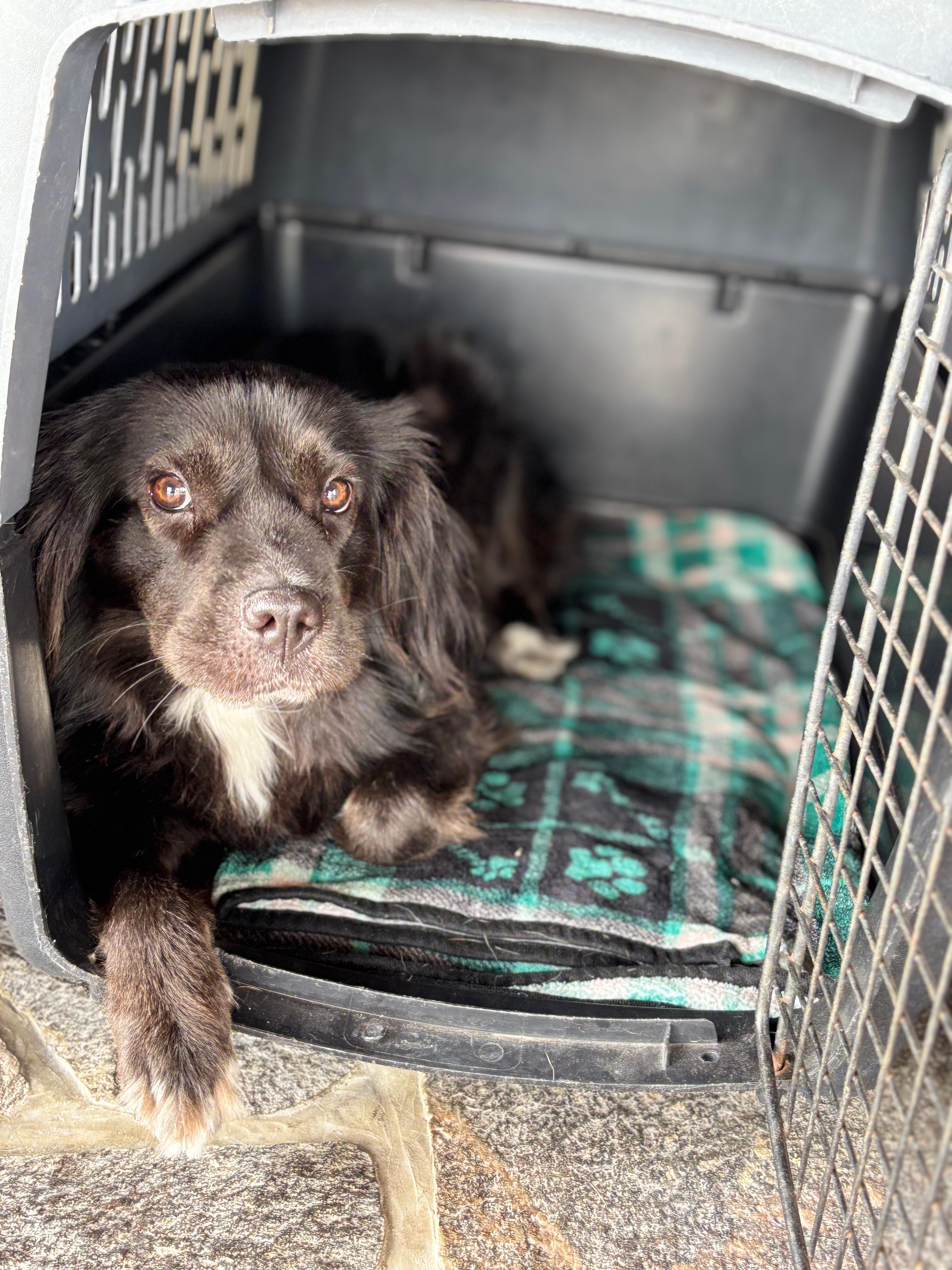 Elissa, a ADOPTABLE mixed breed in Sherwood, OR image 5/6