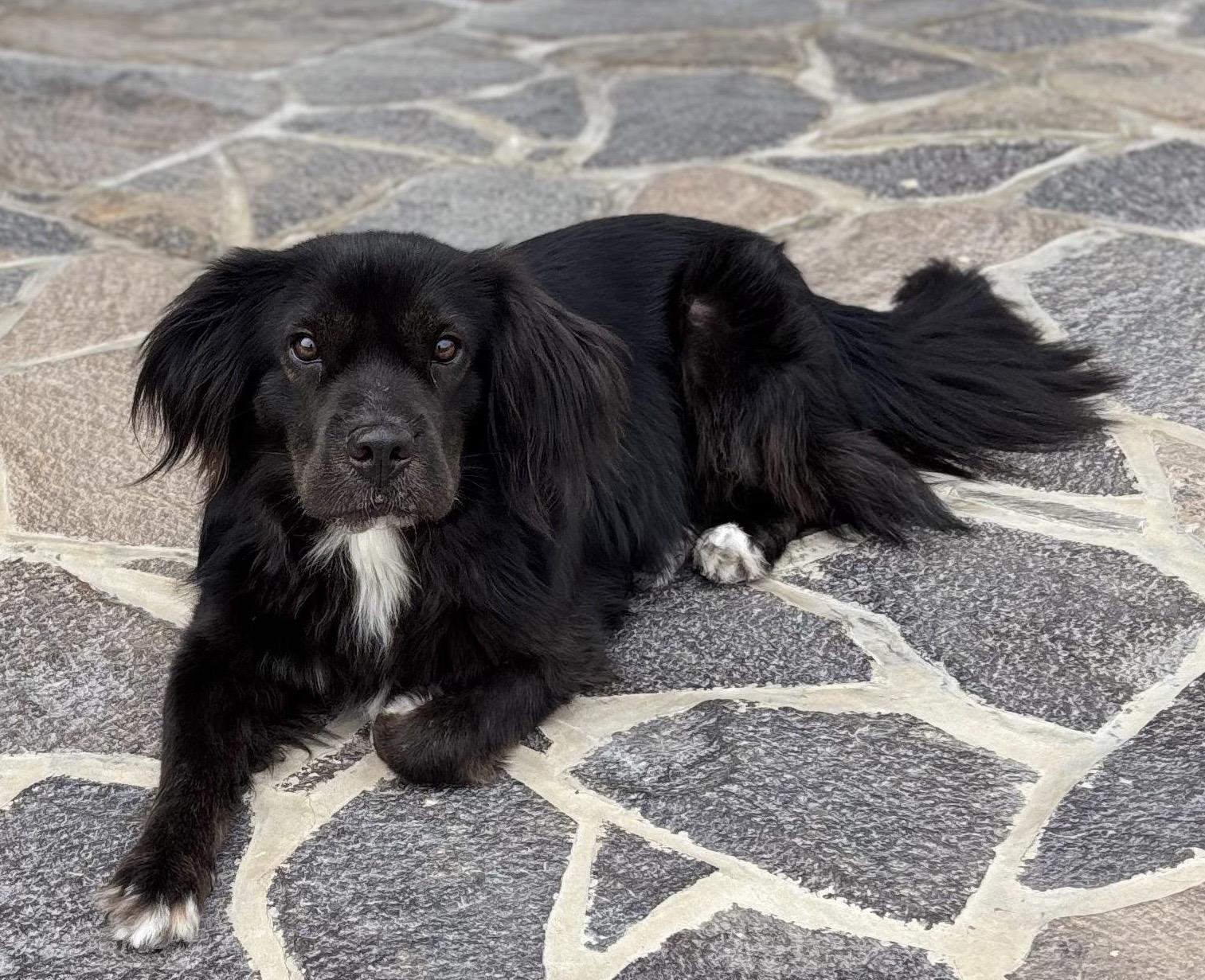 Elissa, a ADOPTABLE mixed breed in Sherwood, OR image 6/6