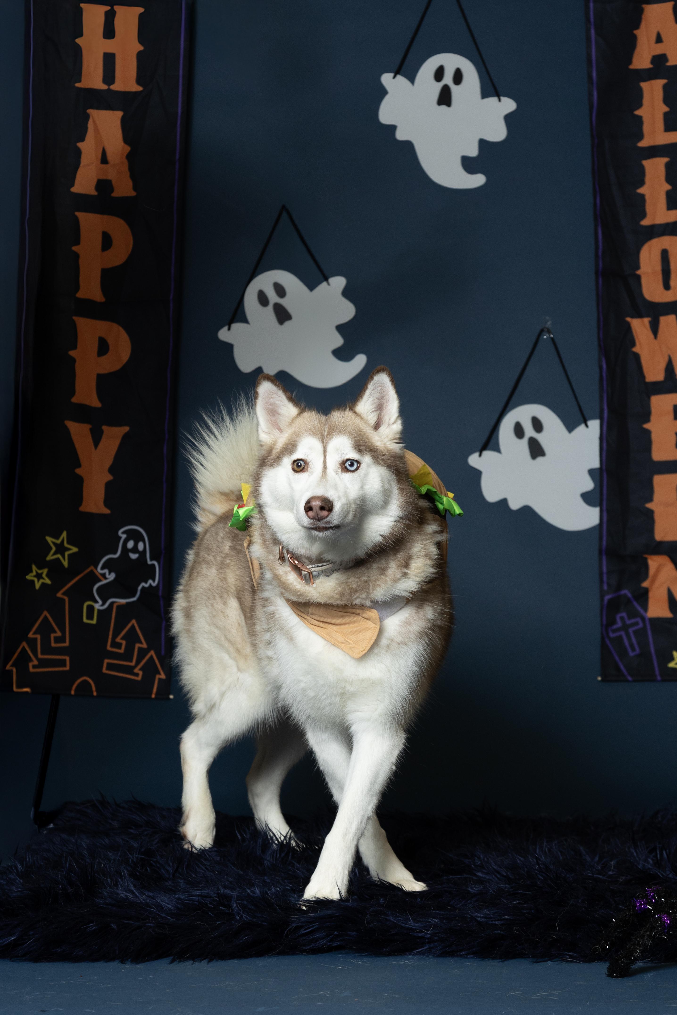 Joy, an adoptable Siberian Husky in Langley, BC, V3A 4C4 | Photo Image 6