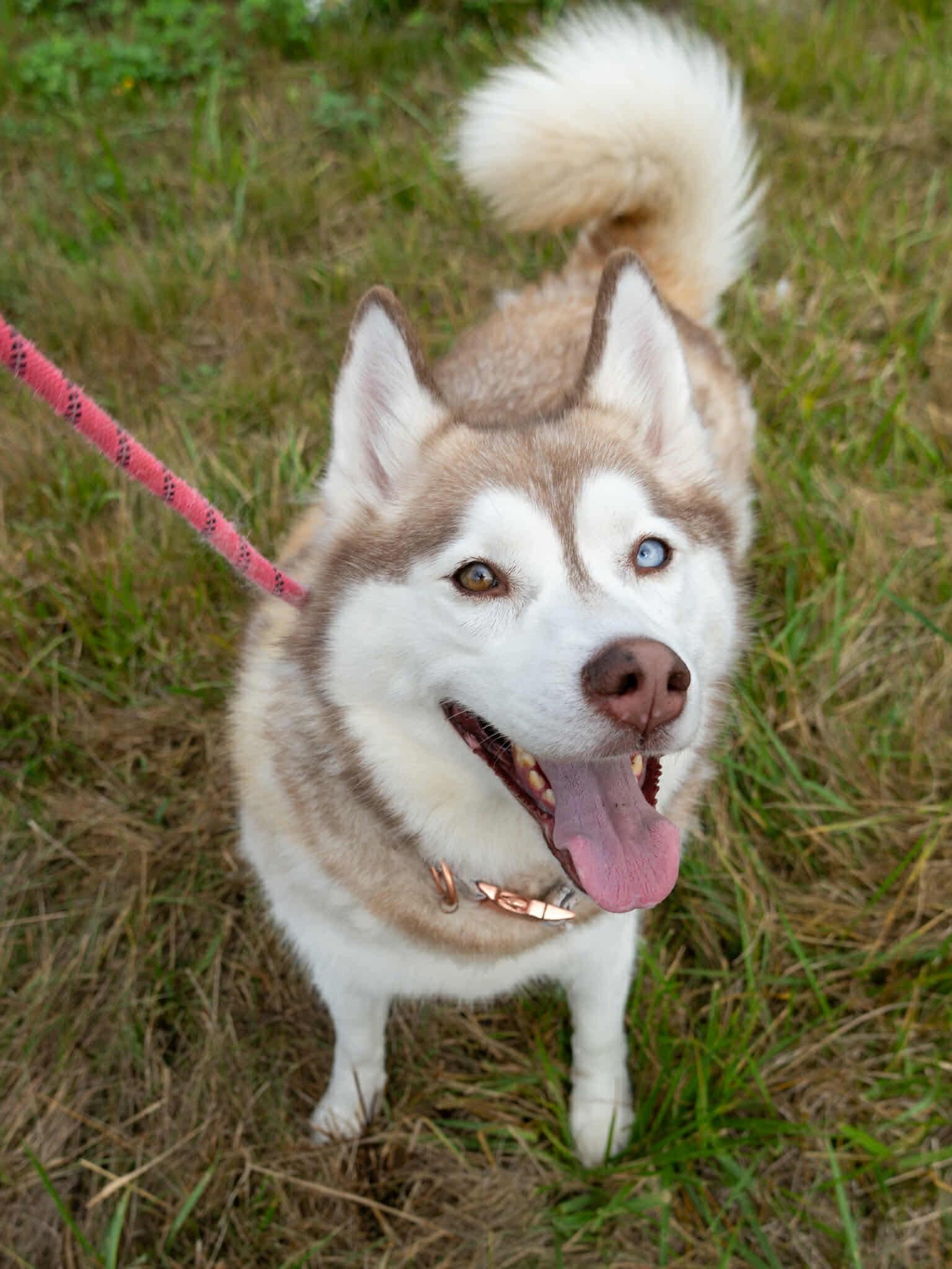 Joy, an adoptable Siberian Husky in Langley, BC, V3A 4C4 | Photo Image 5