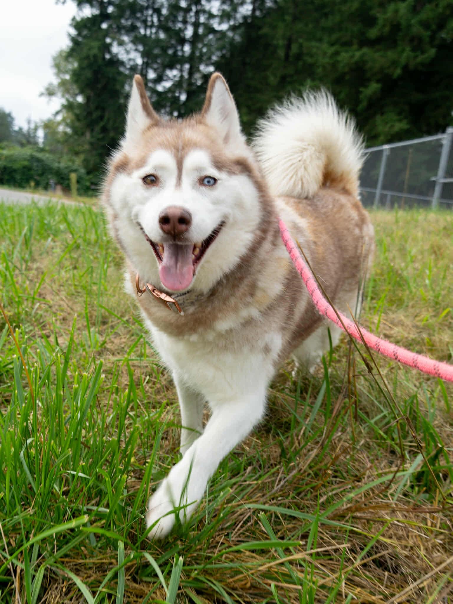 Enlarge Joy, a Adoptable Siberian Husky in Langley, BC image 1/6