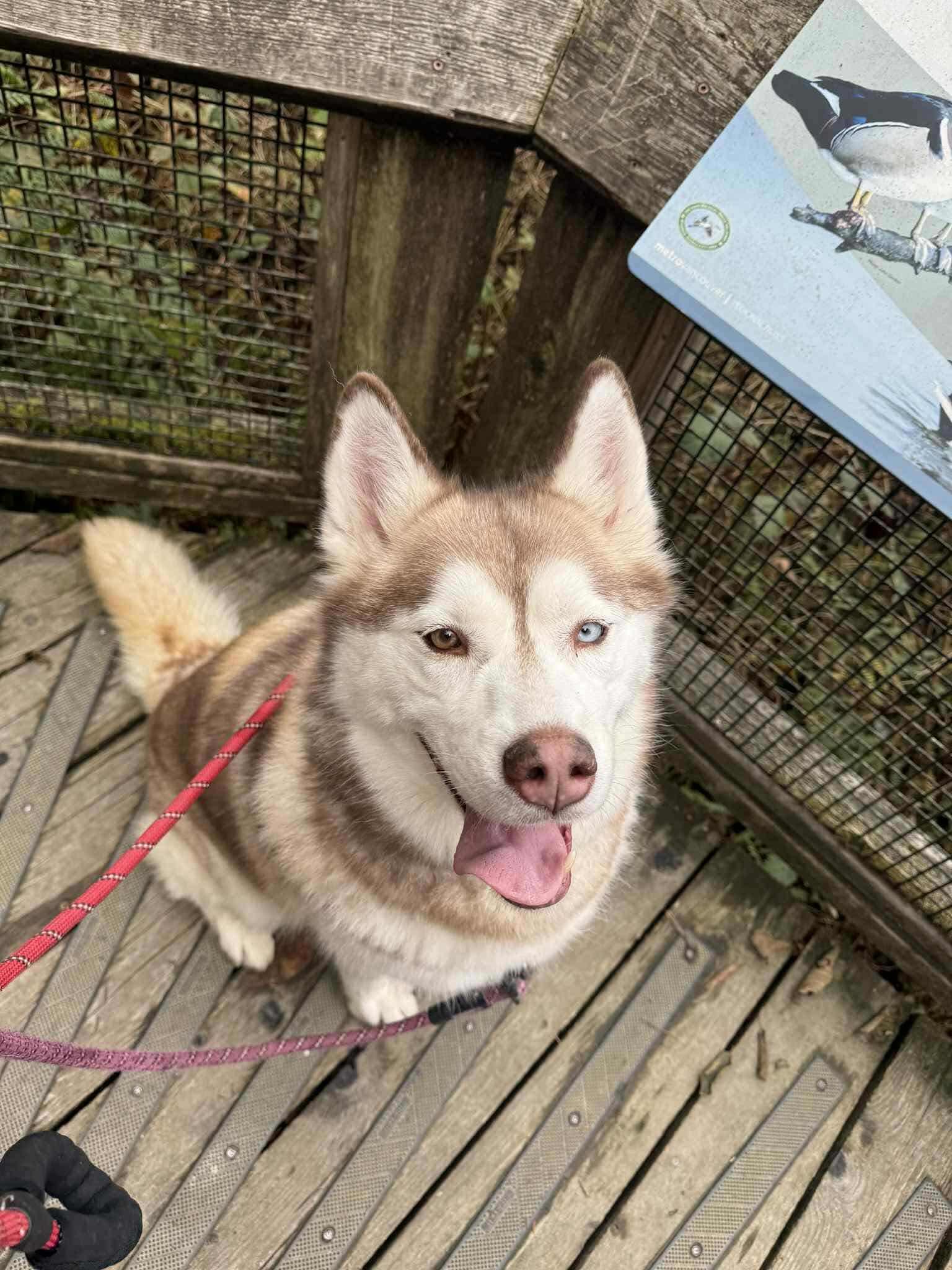 Joy, an adoptable Siberian Husky in Langley, BC, V3A 4C4 | Photo Image 4
