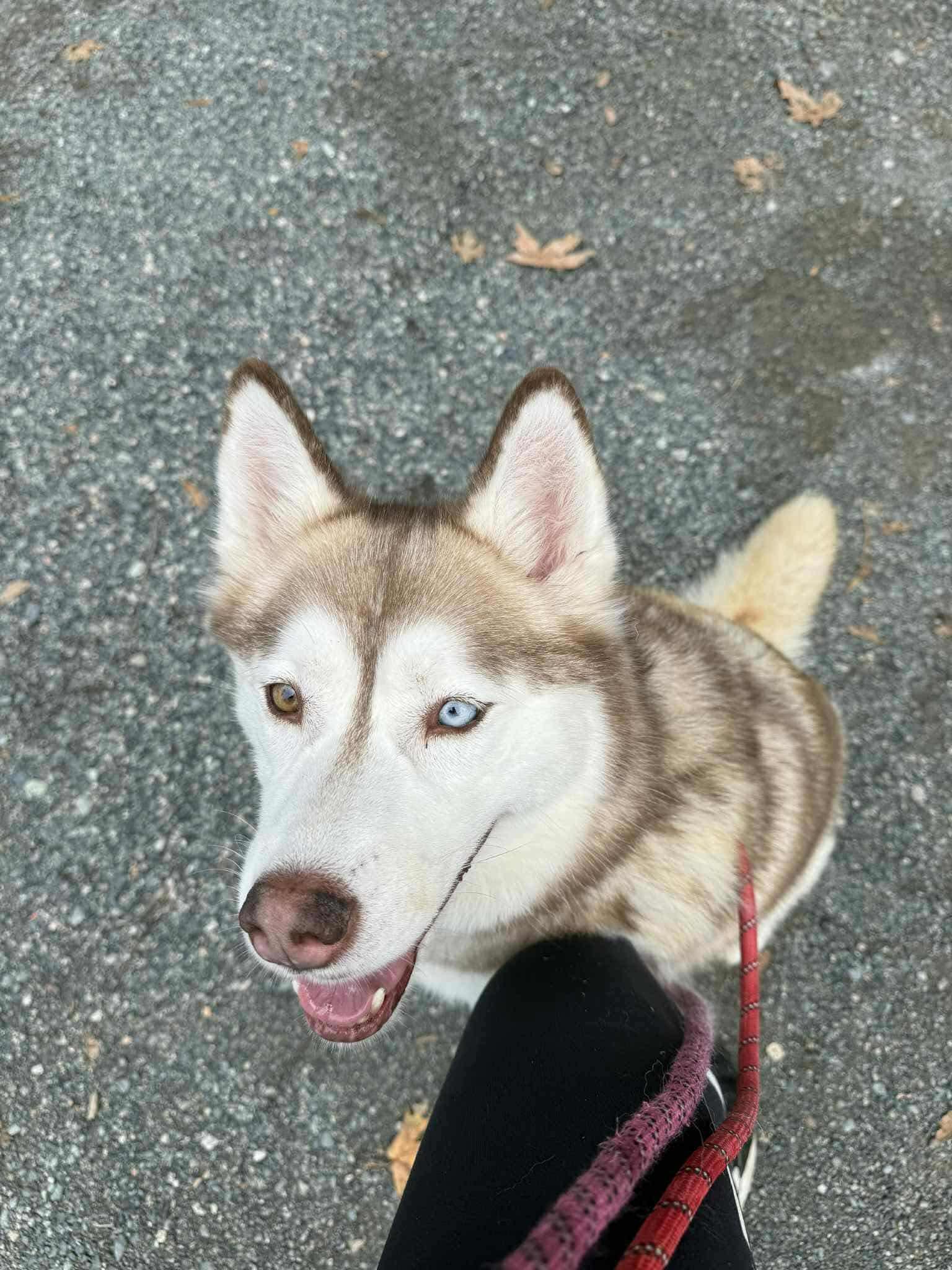 Joy, an adoptable Siberian Husky in Langley, BC, V3A 4C4 | Photo Image 3