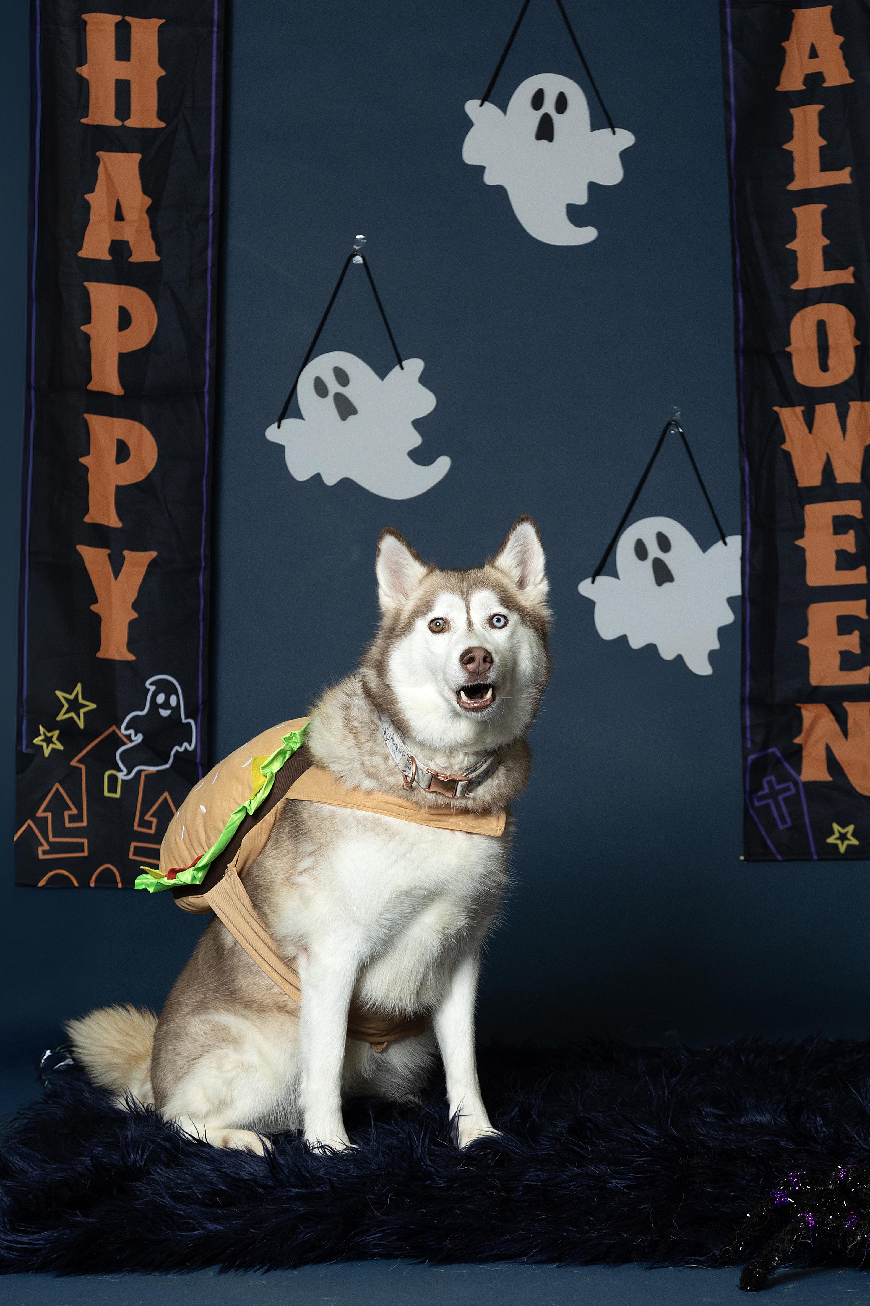 Enlarge Joy, a Adoptable Siberian Husky in Langley, BC image 2/6