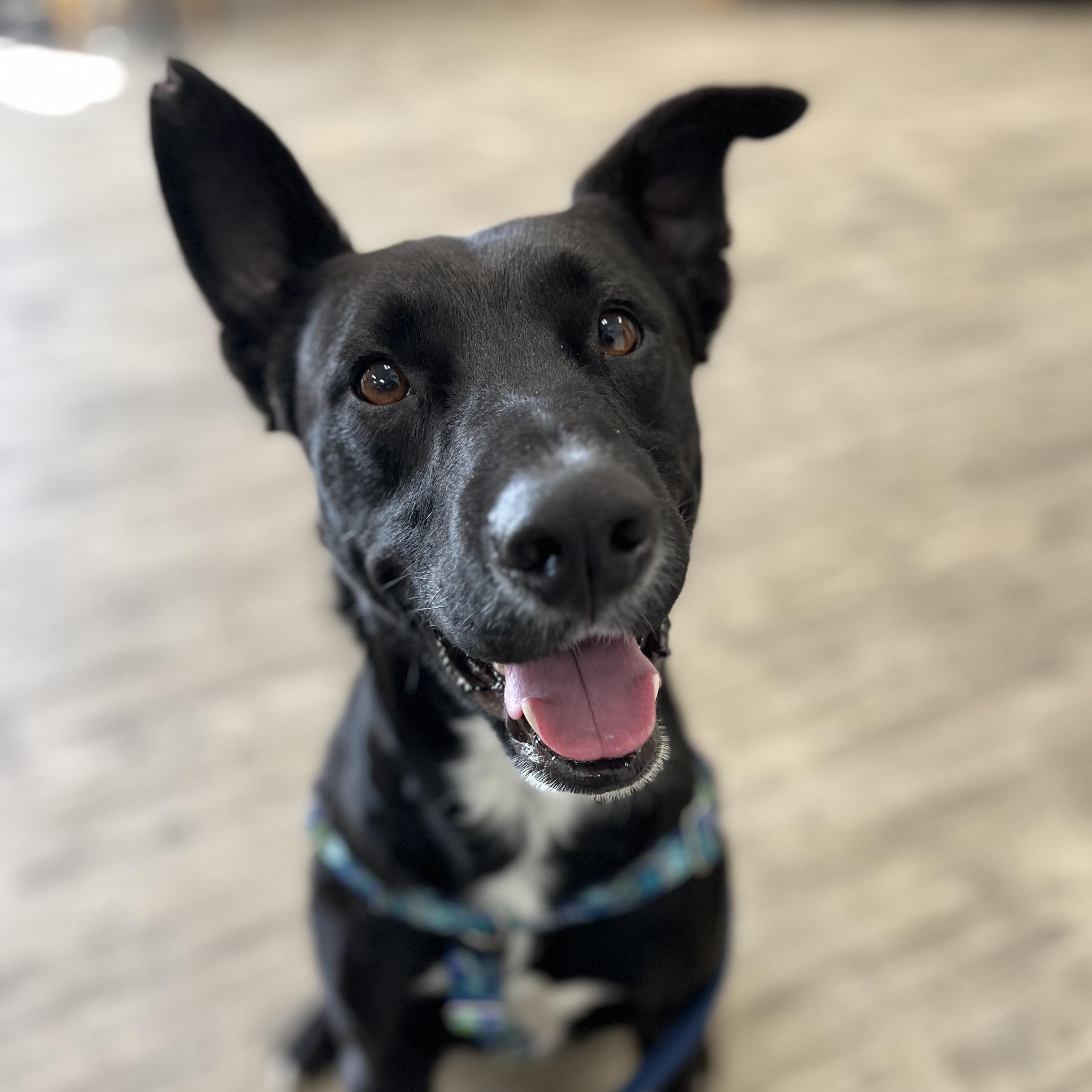 Nico, adopted, Young Male Shepherd & Labrador Retriever.