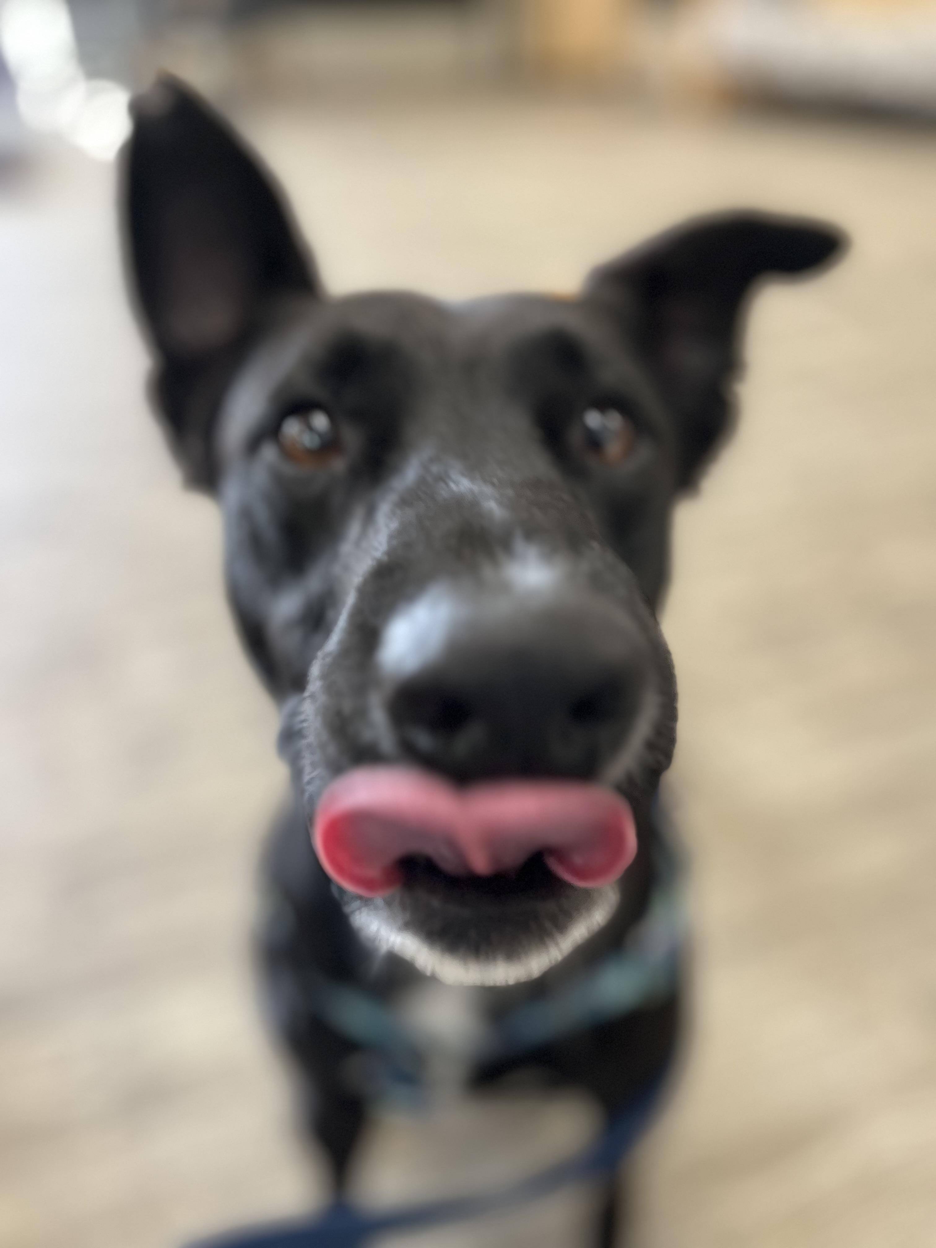 Enlarge Nico, an adopted mixed breed in Hollis, NH image 2/6