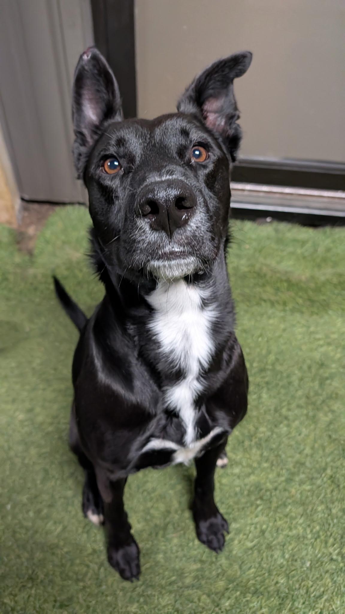 Enlarge Nico, an adopted mixed breed in Hollis, NH image 5/6