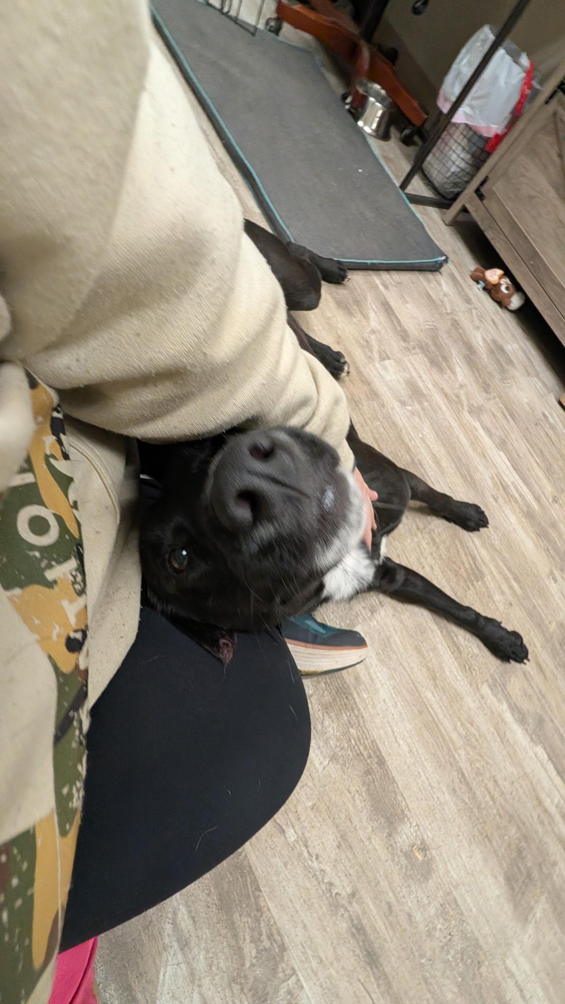 Enlarge Nico, an adopted mixed breed in Hollis, NH image 4/6