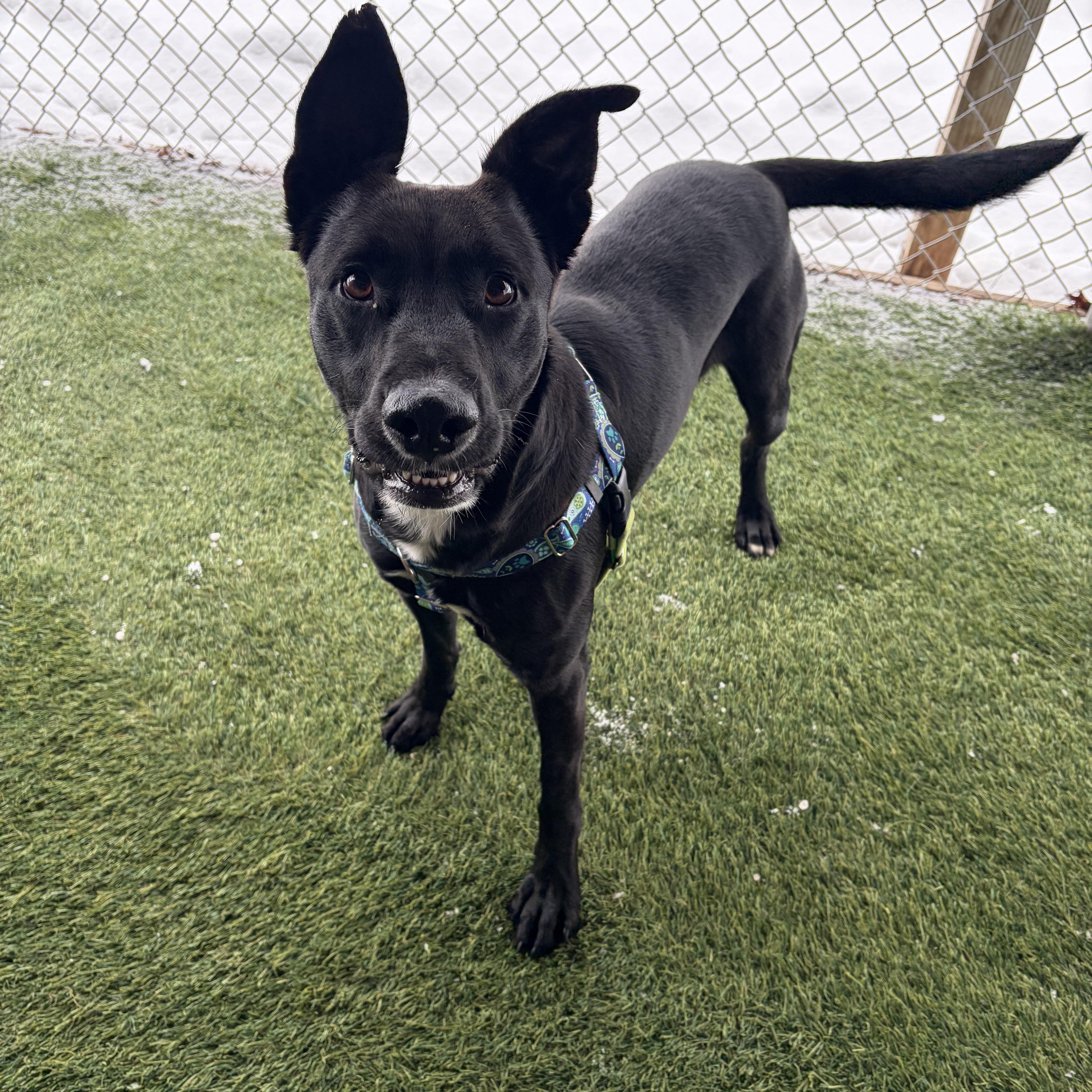Enlarge Nico, an adopted mixed breed in Hollis, NH image 6/6