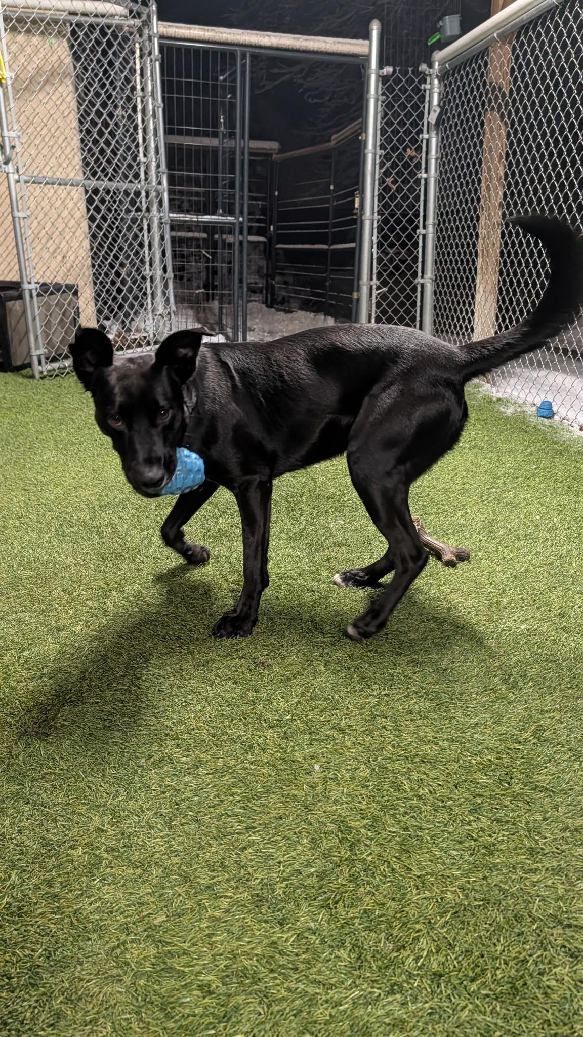 Enlarge Nico, an adopted mixed breed in Hollis, NH image 3/6