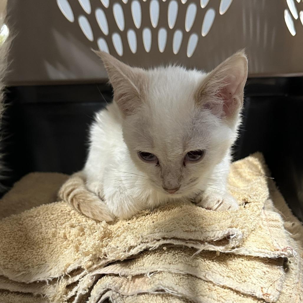 Pearl, Adoptable, Young Female Domestic Short Hair.