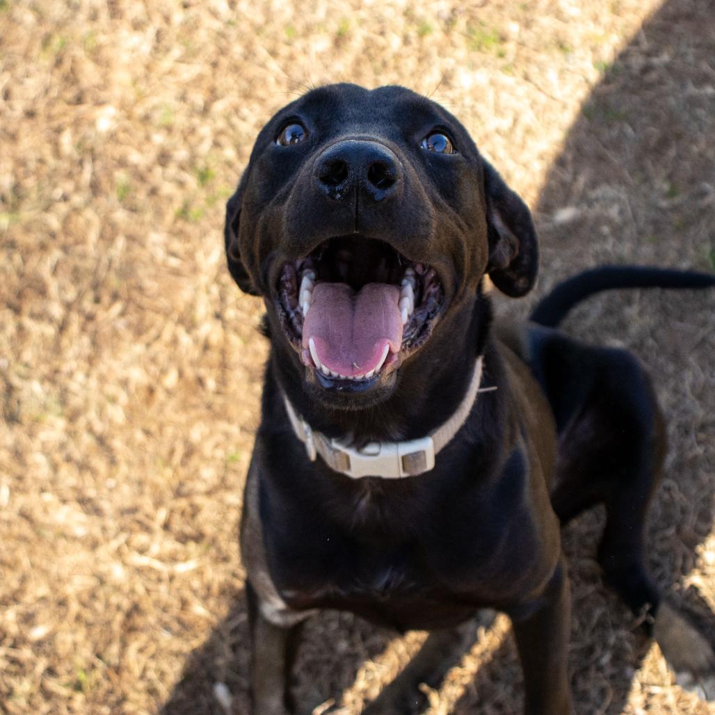 Graham, Adoptable, Young Male Black Labrador Retriever & Mixed Breed.