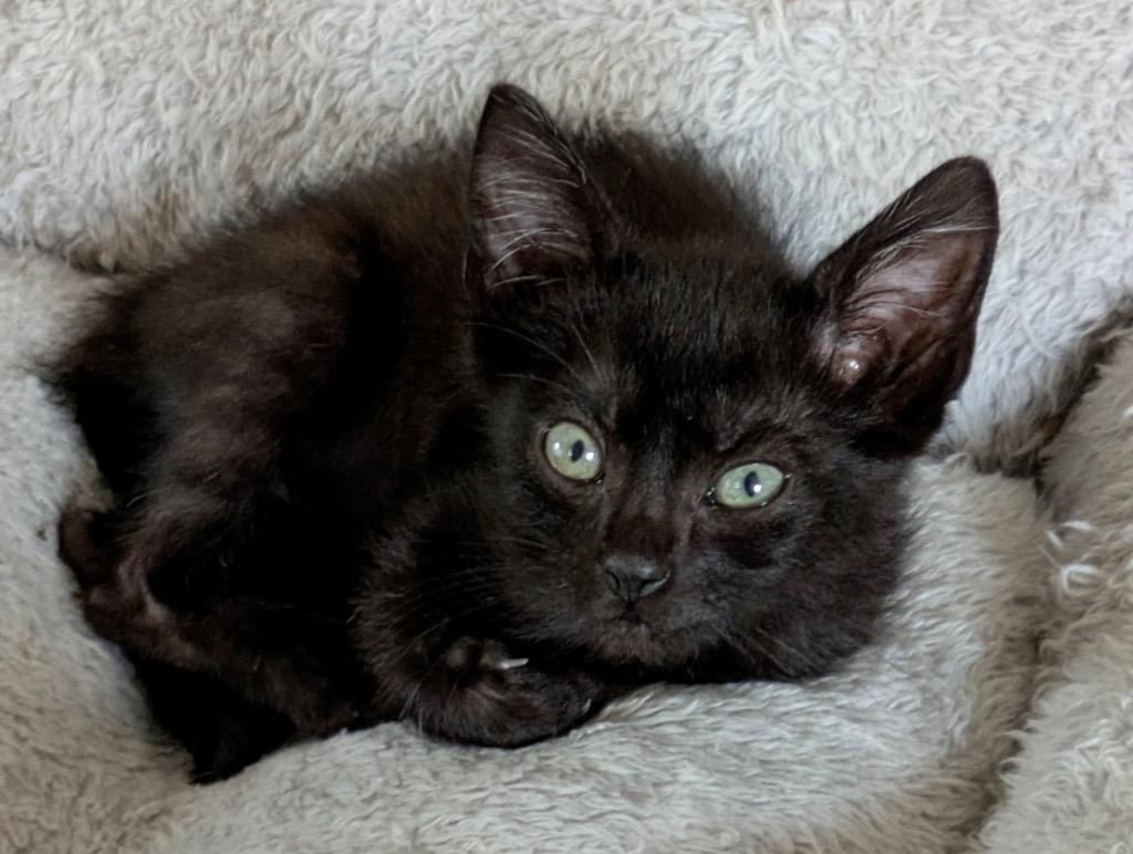 Butch, Adoptable, Kitten Male Domestic Short Hair.