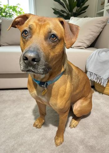 Enlarge Scooby, an adopted mixed breed in Dunnville, ON image 1/3