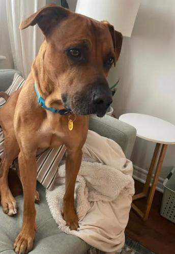 Enlarge Scooby, an adopted mixed breed in Dunnville, ON image 2/3