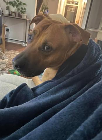 Enlarge Scooby, an adopted mixed breed in Dunnville, ON image 3/3