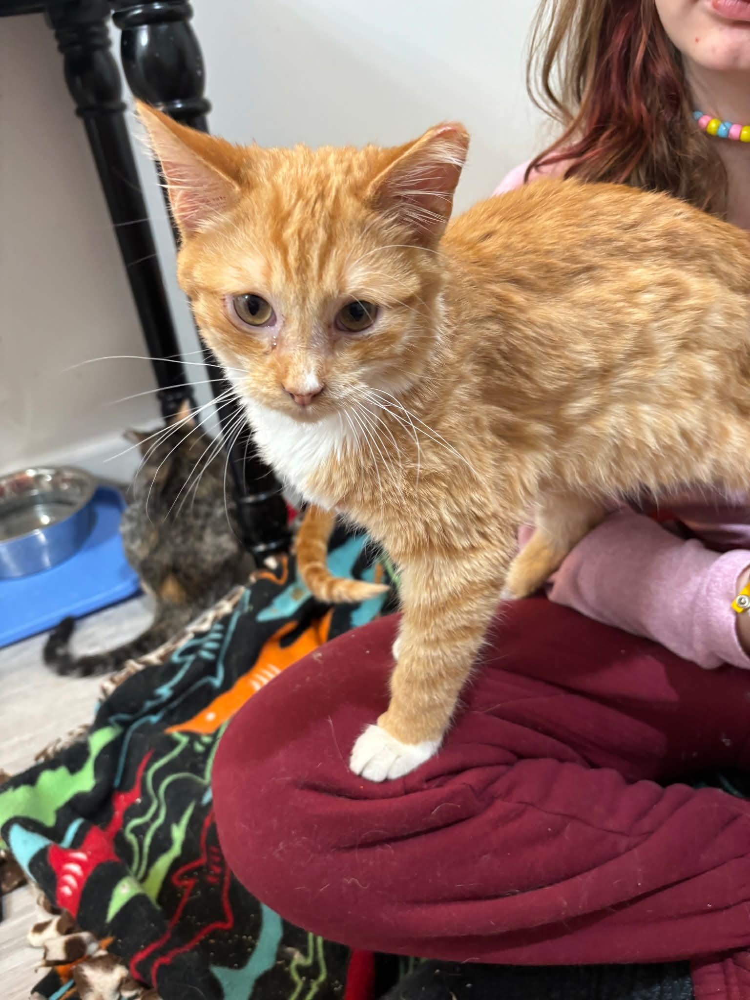 Enlarge Special Feline Families Needed, a ADOPTABLE Domestic Medium Hair in Wilsall, MT image 4/5